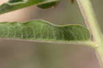Pineland milkweed